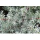 Аризонски кипарис (Cupressus arizonica)